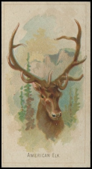 N25 American Elk.jpg